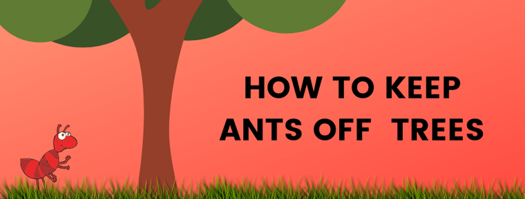 HOW TO KEEP ANTS OFF TREES