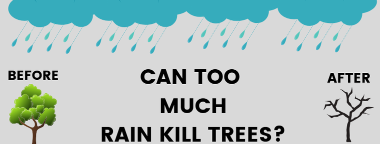 CAN TOO MUCH RAIN KILL TREES?