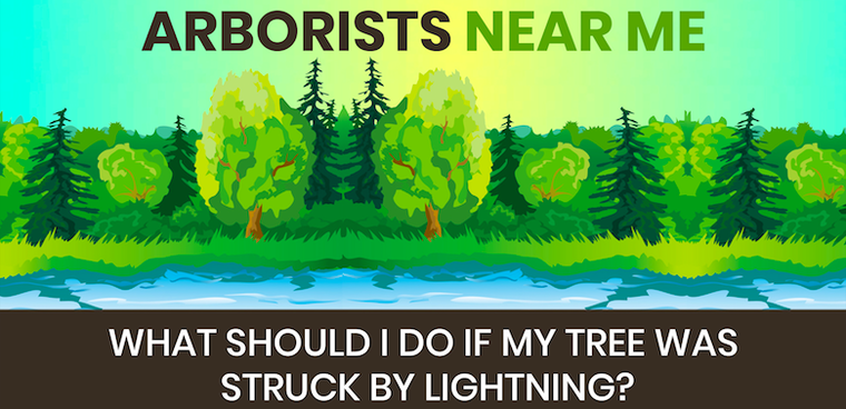 WHAT SHOULD I DO IF MY TREE WAS STRUCK BY LIGHTNING?
