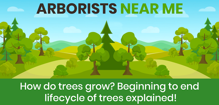 How do trees grow? Beginning to end lifecycle of trees explained!