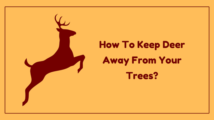 How To Keep Deer Away From Your Trees?