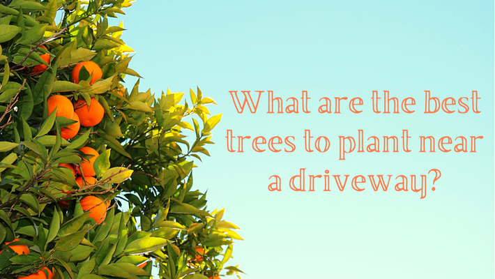 What Are The Best Trees To Plant Near A Driveway?