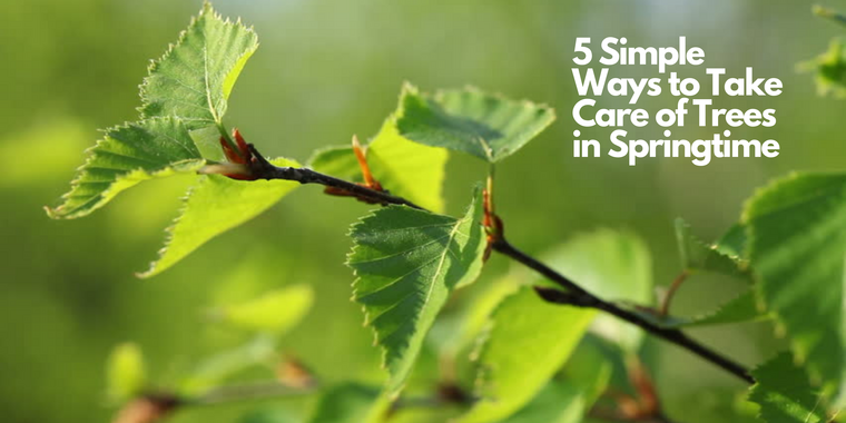 5 Simple Ways to Take Care of Trees in Springtime