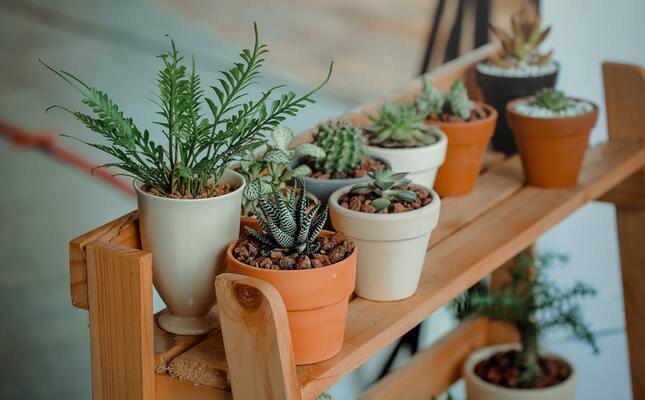 Should You Keep the Plants Inside to Protect from Sun Exposure?